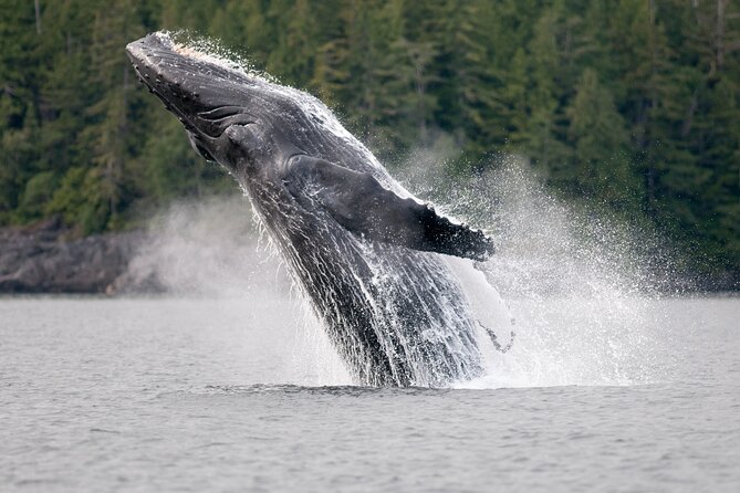 Sunset Whale and Wildlife Adventure in Cowichan Bay - The sunset return is part of the attraction