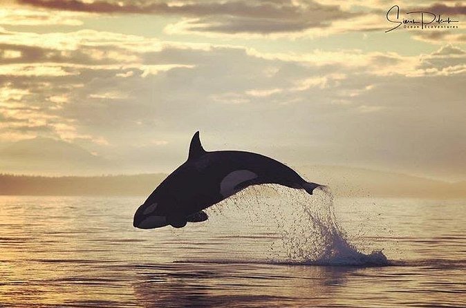 Sunset Whale and Wildlife Adventure in Cowichan Bay - What the $159.09 price buys you
