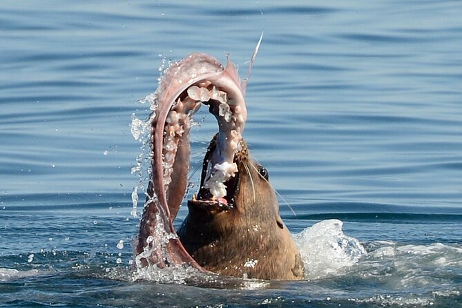 Sunset Whale and Wildlife Adventure in Cowichan Bay - Who should book this Cowichan Bay cruise