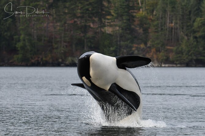 Sunset Whale and Wildlife Adventure in Cowichan Bay - Should you book it?