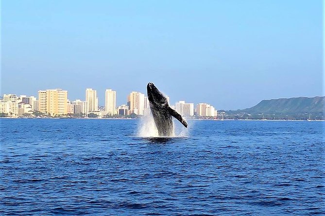 Sunset Whale Watch in Waikiki, Whales Guaranteed or Free Return - Setting out from Ala Moana Harbor