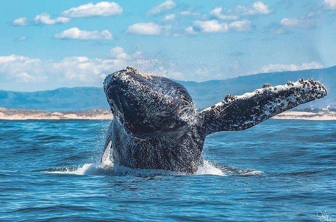 Sunset Whale Watch Tour in Monterey - The sunset promise and its timing problem