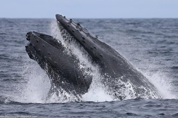 Sunset Whale Watch Tour in Monterey - Staying warm, dry, and steady on the Pacific