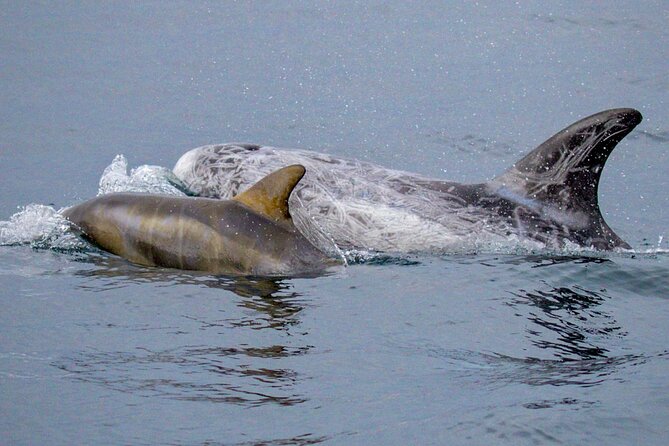 Sunset Whale Watch Tour in Monterey - What the three-hour cruise is really about