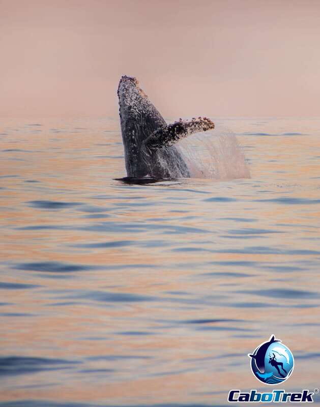 Sunset Whale Watching Cruise in Cabo San Lucas - Who should book this evening cruise?