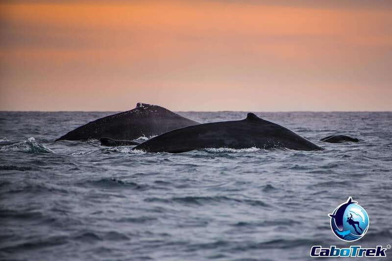 Sunset Whale Watching Cruise in Cabo San Lucas - Meeting at the Cabo San Lucas marina