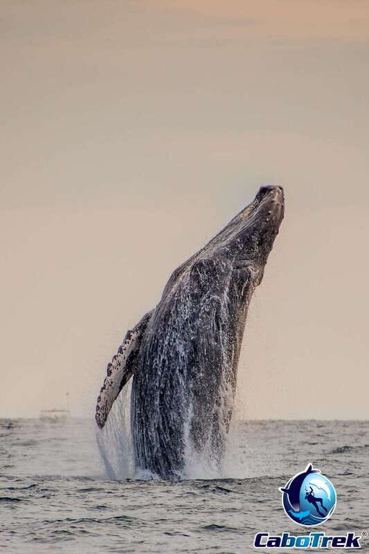 Sunset Whale Watching Cruise in Cabo San Lucas - Searching for humpbacks as daylight fades