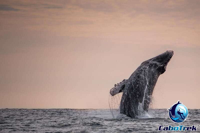 Sunset Whale Watching Cruise in Cabo San Lucas - Is $109 a fair price?