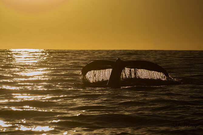 Sunset Whale Watching in Cabo San Lucas - Why this sunset whale trip feels different