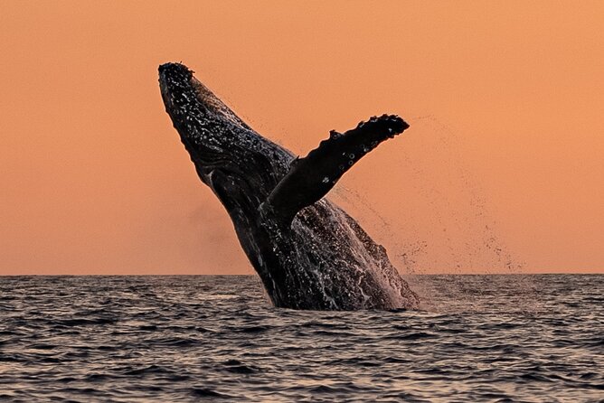 Sunset Whale Watching in Cabo San Lucas - Searching for humpbacks in the winter season