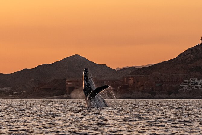 Sunset Whale Watching in Cabo San Lucas - Guides who add more than directions