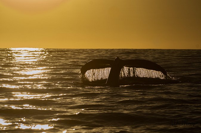 Sunset Whale Watching in Cabo San Lucas - Why eight people is a useful limit