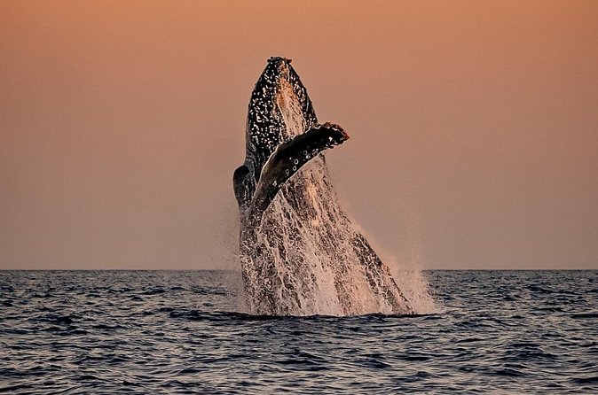 Sunset Whale Watching in Cabo San Lucas - Sunset, photography, and the value of the price