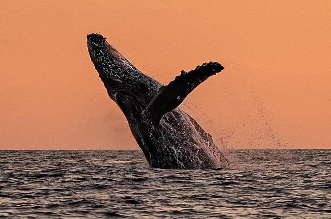 Sunset Whale Watching in Cabo San Lucas - What the experience includes, and what it does not