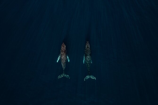 Sunset Whale Watching in Cabo San Lucas - Setting out from Dock C at 4:30 pm