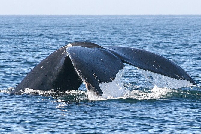 Sunset Whale Watching in San Jose del Cabo - What Happens on the Two-Hour Sea of Cortez Excursion