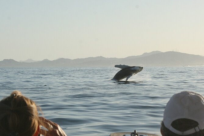 Sunset Whale Watching in San Jose del Cabo - Meeting at Salty Cabo in Poblado La Playa
