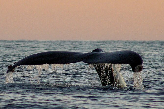 Sunset Whale Watching in San Jose del Cabo - What the Crew Adds to the Experience