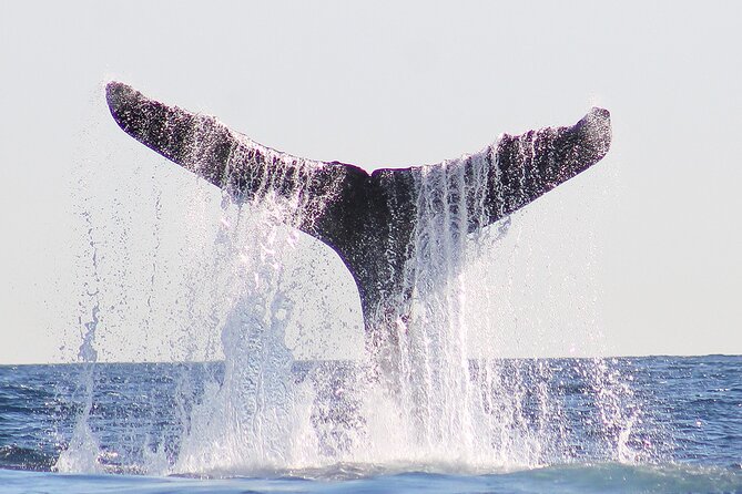 Sunset Whale Watching in San Jose del Cabo - Booking Timing, Weather, and Cancellation