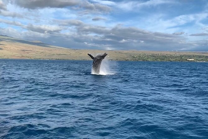 Sunset Whale Watching Shared Activity - Key points to know before you book