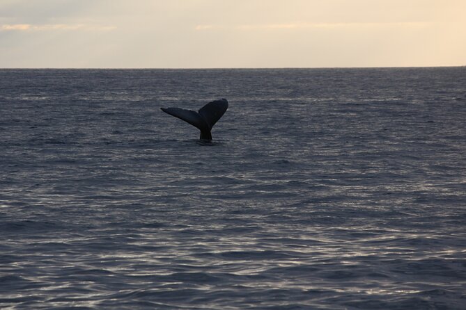 Sunset Whale Watching Shared Activity - The first part: searching the Kohala Coast