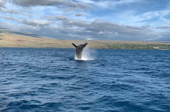 Sunset Whale Watching Shared Activity - Humpbacks, calves, and respectful viewing