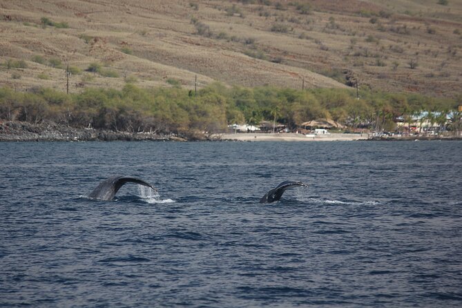 Sunset Whale Watching Shared Activity - Sunset on the return ride