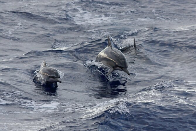 Sunset Whale Watching Shared Activity - What the $157.18 price buys you