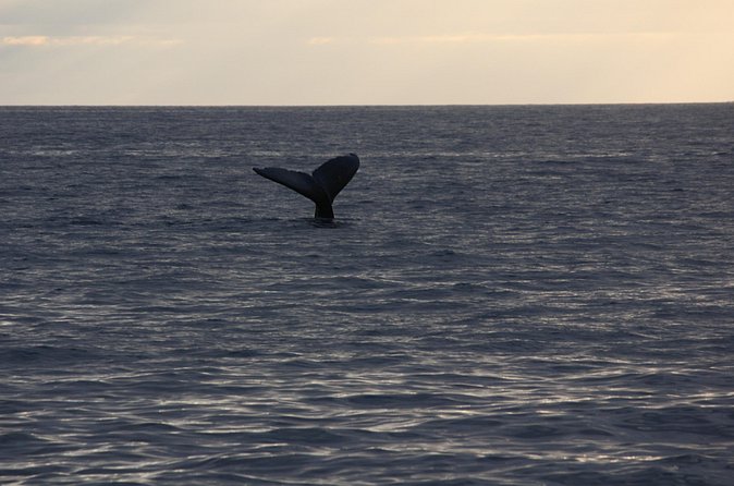 Sunset Whale Watching Shared Activity - Crew style and the importance of clear expectations