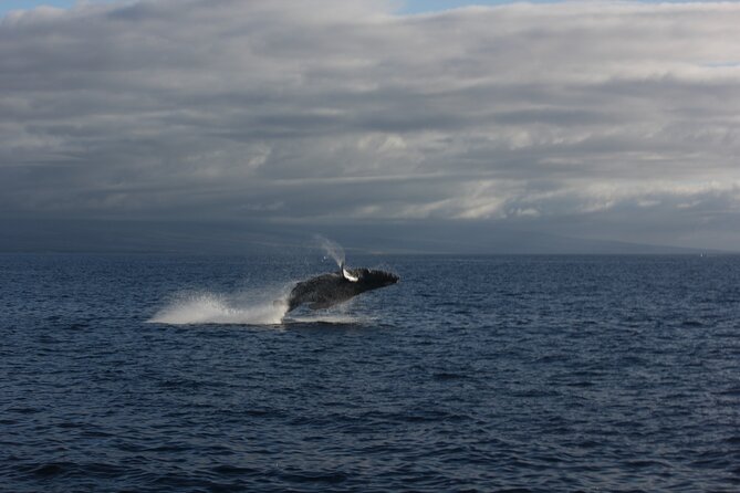 Sunset Whale Watching Shared Activity - Boarding at Kawaihae Shopping Center