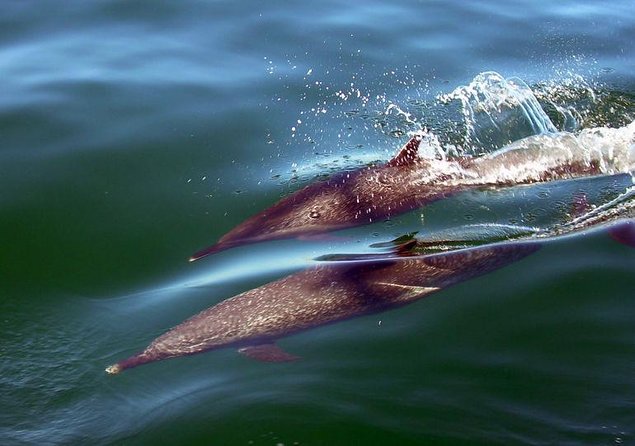 Sunsets and Whales Mega Yachts ALL INCLUSIVE: Puerto Vallarta - Key points to know before booking