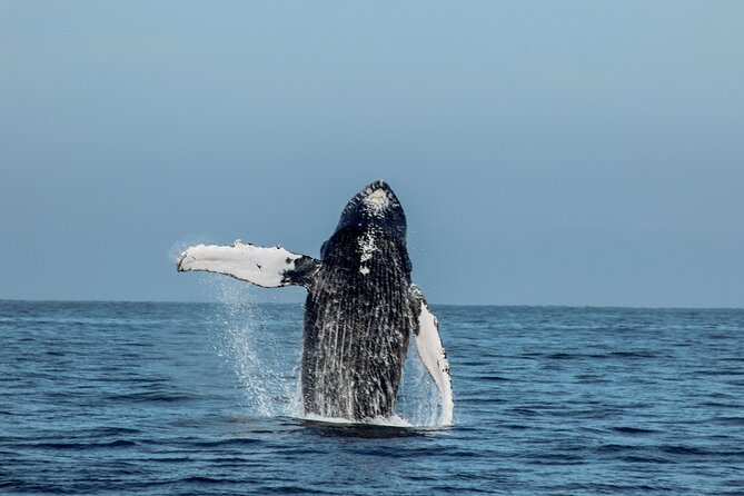 Sunsets and Whales Mega Yachts ALL INCLUSIVE: Puerto Vallarta - Guacamole, chips, and occasional ceviche