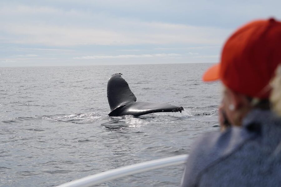 Superior 2hr Private Whale & Dolphin Watching Newport Beach - Key points at a glance