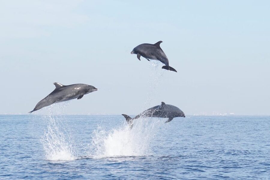 Superior 2hr Private Whale & Dolphin Watching Newport Beach - Setting out from 508 South Bay Front