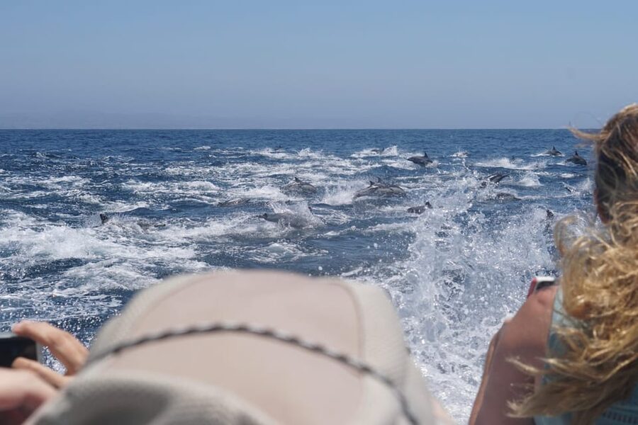 Superior 2hr Private Whale & Dolphin Watching Newport Beach - Why the Seakeeper stabilizer matters