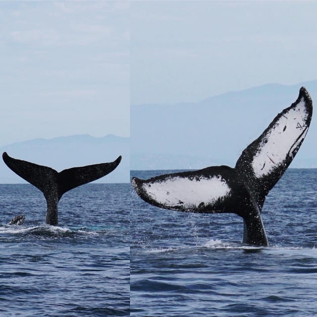 Superior 2hr Private Whale & Dolphin Watching Newport Beach - What the two-hour route feels like