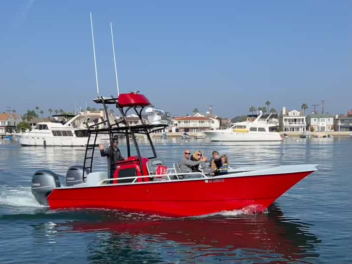 Superior 2hr Private Whale & Dolphin Watching Newport Beach - Dolphins are the tour’s strongest card