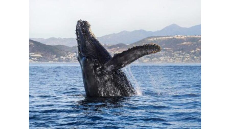 Superior 2hr Private Whale & Dolphin Watching Newport Beach - Whales depend more on timing and luck