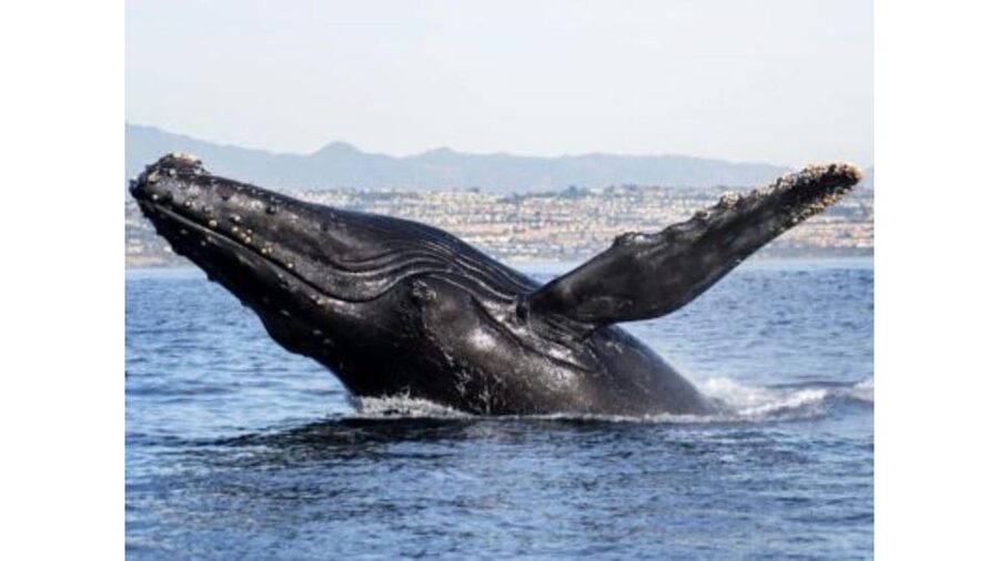 Superior 2hr Private Whale & Dolphin Watching Newport Beach - The crew makes a small boat feel personal