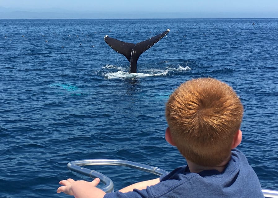Superior 2hr Private Whale & Dolphin Watching Newport Beach - A private boat that keeps the focus on wildlife