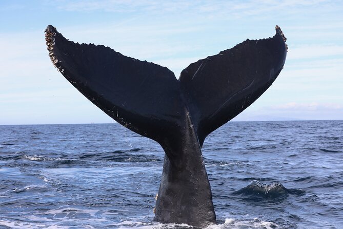 Supreme 2hr Whale/Dolphin Watching Newport Beach, 6 person max - Newport Beach From The Water