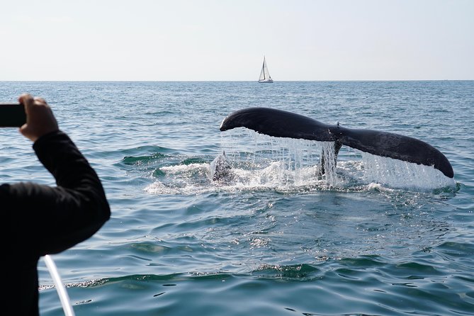 Supreme 2hr Whale/Dolphin Watching Newport Beach, 6 person max - The Ride Before The Wildlife