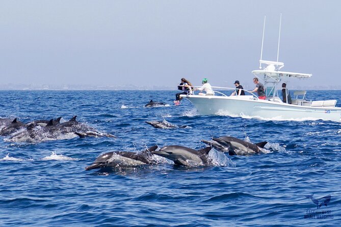 Supreme 2hr Whale/Dolphin Watching Newport Beach, 6 person max - Who Will Enjoy This Most?