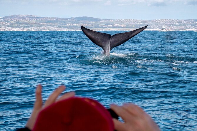 Supreme 2hr Whale/Dolphin Watching Newport Beach, 6 person max - Why Six Passengers Changes The Experience