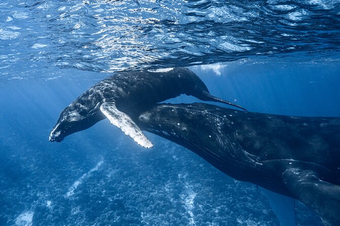 Swim in Moorea with Humpback Whales and More - A four-hour morning or afternoon on the water