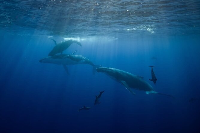 Swim in Moorea with Humpback Whales and More - Small groups make a real difference