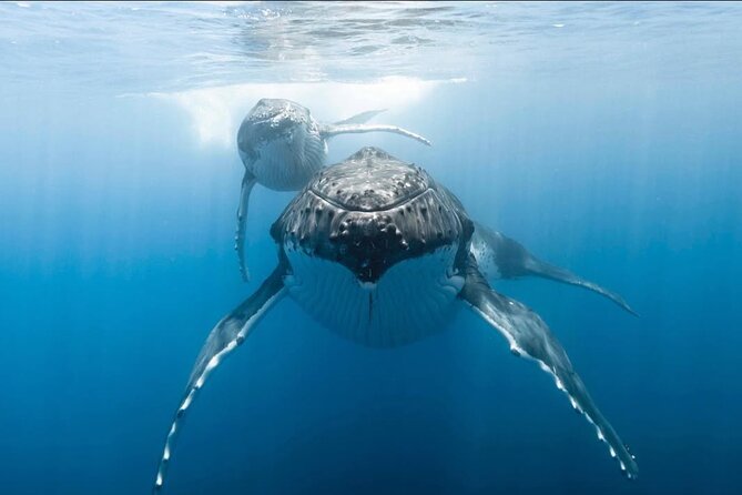 Swim in Moorea with Humpback Whales and More - What to bring, and what the operator provides