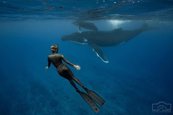 Swim in Moorea with Humpback Whales and More - Safety, weather, and responsible wildlife viewing