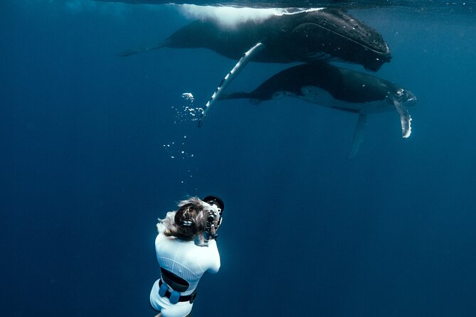 Swim with humpback whales - Why Moorea is a good place for whale swimming