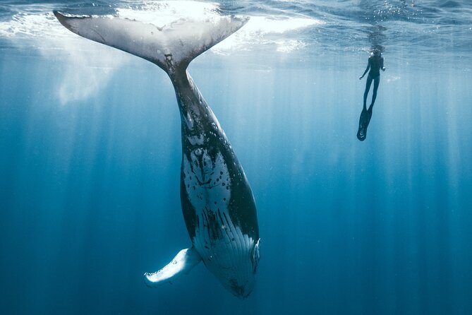 Swim with humpback whales - The boat ride and the search for whales